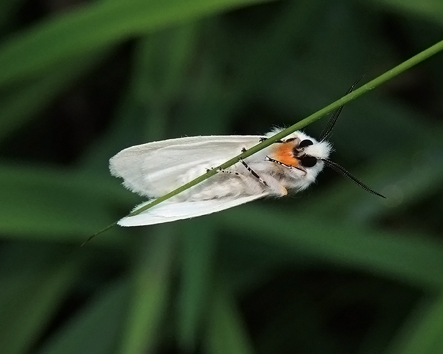 Hyphantria cunea Erebidae